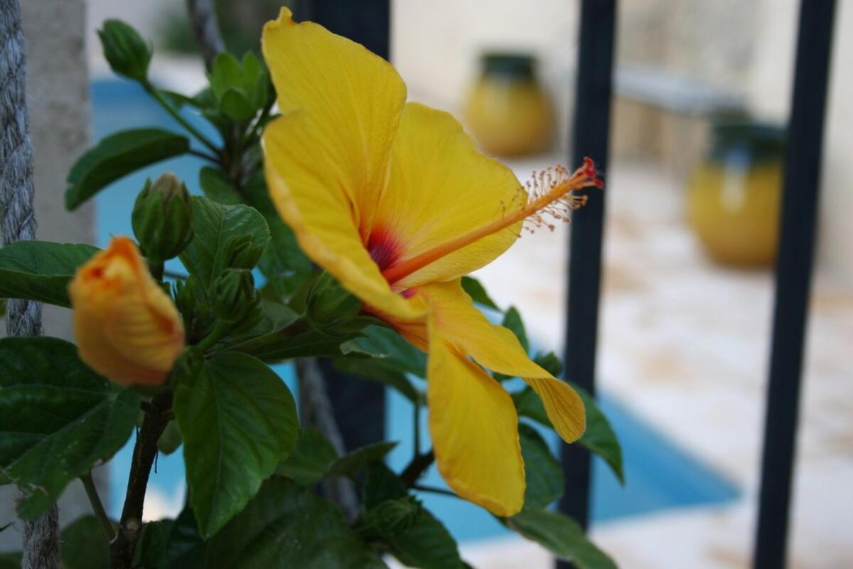 Maison Pelissier Bed And Breakfast With Sweeming Pool Cuxac-dʼAude Екстериор снимка